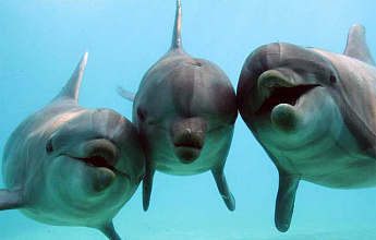 Всемирный день китов и дельфинов (World Whale and Dolphin Day)